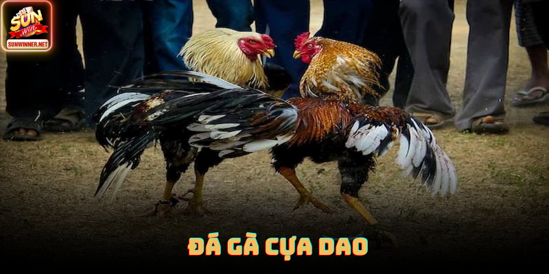 Đá Gà Cựa Dao: Thể Loại Đối Kháng Tốc Độ Cao Tại Sunwin Đá gà cựa dao