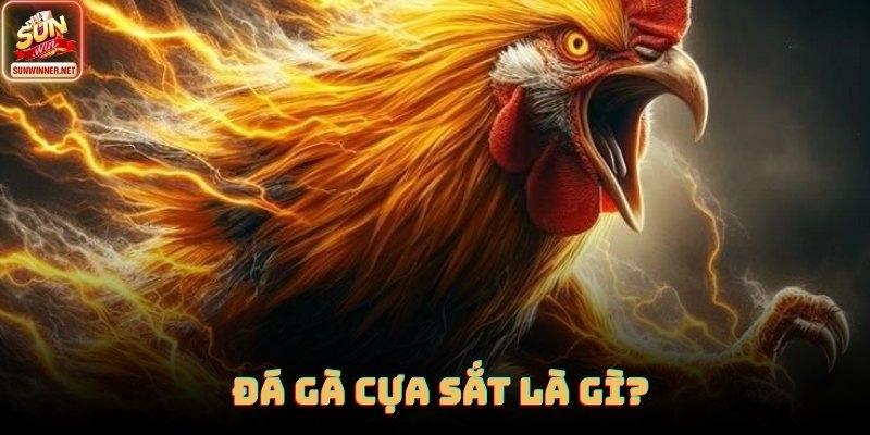 Đá Gà Cựa Sắt - Cơ Chế Trận Nhanh, Cách Đọc Phong Độ Tại Sunwin Chiến kê mang cựa sắt được kiểm tra dáng đứng và phản xạ trước trận