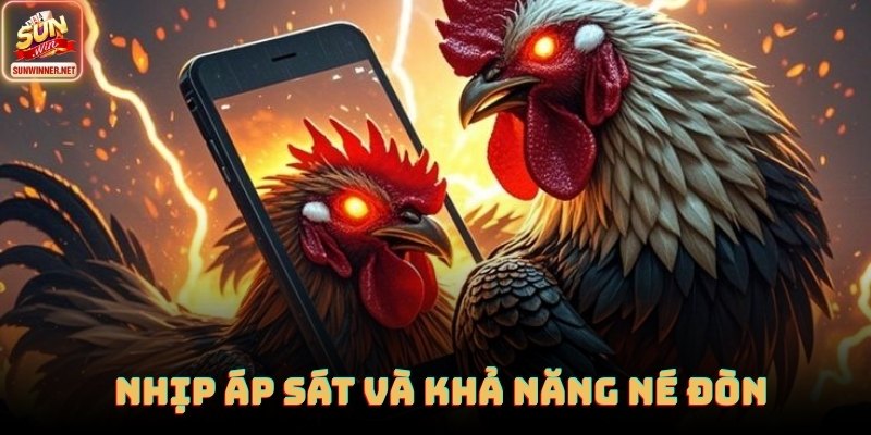 Đá Gà Cựa Sắt - Cơ Chế Trận Nhanh, Cách Đọc Phong Độ Tại Sunwin Góc quay cận cảnh giúp người xem quan sát đòn cựa trúng điểm quyết định của đá gà cựa sắt